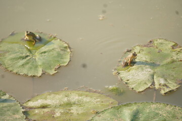 Frog sitting peacefully on a lotus leaf in a calm pond, symbolizing balance, nature’s beauty, and tranquil harmony