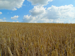 Golden wheat field and beautiful sky