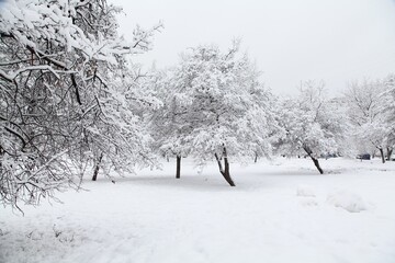 A minimalist scene of snow-covered trees in a winter wonderland.
