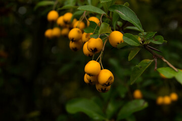 orange berries