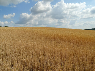 Golden wheat field and beautiful sky