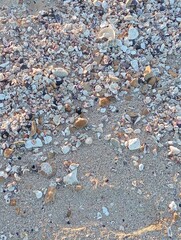  shell midden