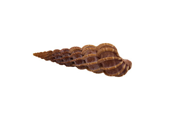 Epitonium turtonis shell