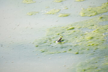 Frog sitting peacefully on a lotus leaf in a calm pond, symbolizing balance, nature’s beauty, and tranquil harmony