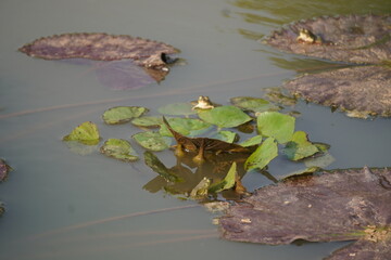 Frog sitting peacefully on a lotus leaf in a calm pond, symbolizing balance, nature&rsquo;s beauty, and tranquil harmony
