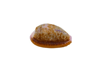 Cypraea shell