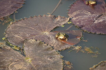 Frog sitting peacefully on a lotus leaf in a calm pond, symbolizing balance, nature&rsquo;s beauty, and tranquil harmony