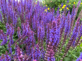 Close-up of blue and purple sage (Salvia nemorosa) flowers and buds with blurred foreground and background
