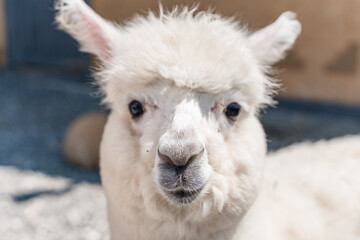 Farm with alpacas in summer, close-up