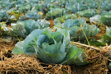 A field of fresh green cabbages growing on a farm.

