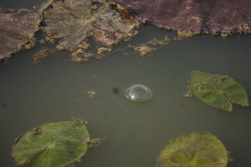 Frog sitting peacefully on a lotus leaf in a calm pond, symbolizing balance, nature’s beauty, and tranquil harmony