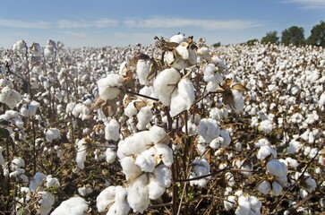 A field of harvested cotton ready for processing.