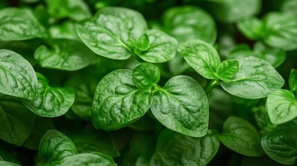 Identifying common poisonous plants in urban settings is made easy with a clear guide that prioritizes Concept Foraging safety