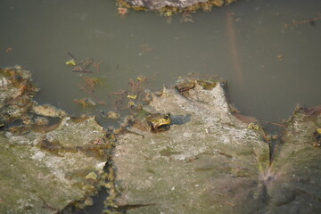 Frog sitting peacefully on a lotus leaf in a calm pond, symbolizing balance, nature’s beauty, and tranquil harmony