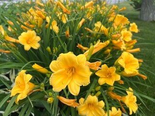 A flower bed of yellow lilies in the garden