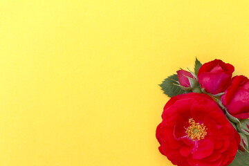 Several buds of red wild rose lie on a yellow background.