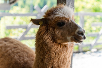 Fototapeta premium Farm with alpacas in summer, close-up