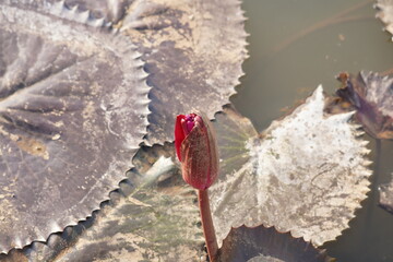 Elegant water lily or lotus flower symbolizes purity and beauty, blooming gracefully in calm waters...