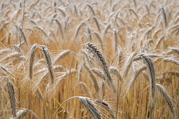 Barley fields in the granary of Austria