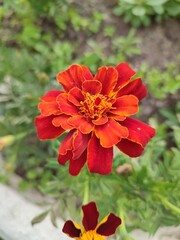 Beautiful summer red flowers. Tagetes