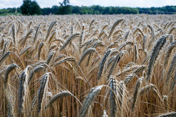 Barley fields in the granary of Austria