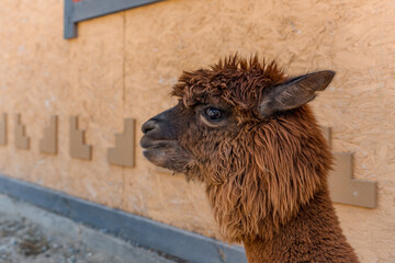 Fototapeta premium Farm with alpacas in summer, close-up
