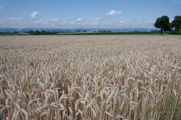 Barley fields in the granary of Austria