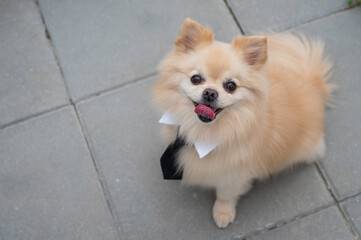 Cute Pomeranian in a tie on a walk.