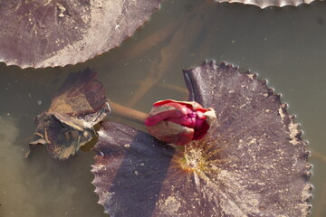 Elegant water lily or lotus flower symbolizes purity and beauty, blooming gracefully in calm waters...