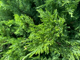 green pine needles