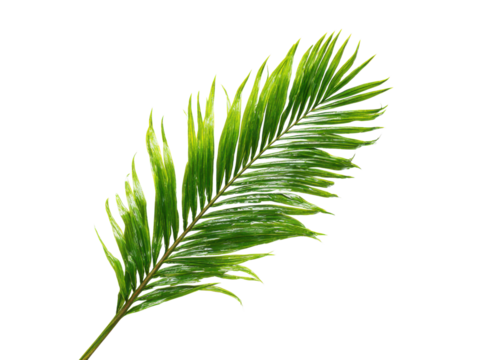 Vibrant green palm frond with white variegation against black leaf, Isolated, Transparent Png