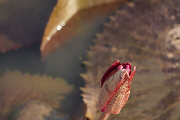 Elegant water lily or lotus flower symbolizes purity and beauty, blooming gracefully in calm waters...