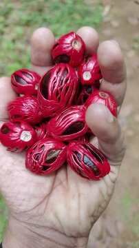 Close-up of nutmeg seeds covered with vibrant red mace resting on a hand, showcasing the spice in its natural form.