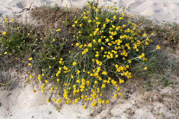 immortelle des dunes, Helichrysum stoechas