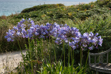 Agapanthe, Plage du Dourveil, 29, Névez, Bretagne, Finistère, France