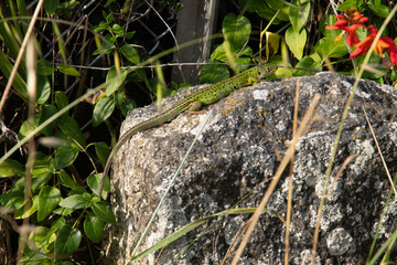 Lézard vert, Lacerta bilineata