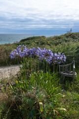 Agapanthe, Plage du Dourveil, 29, N&eacute;vez, Bretagne, Finist&egrave;re, France