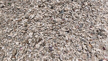 Close-up texture of a coral beach with pieces of broken coral, shells, and stones. Natural background perfect for summer, vacation, and tropical themes