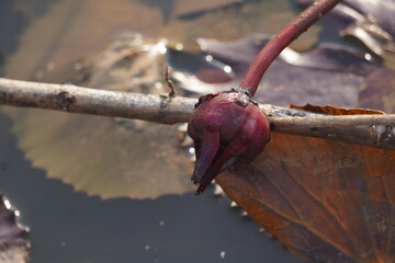 Elegant water lily or lotus flower symbolizes purity and beauty, blooming gracefully in calm waters...