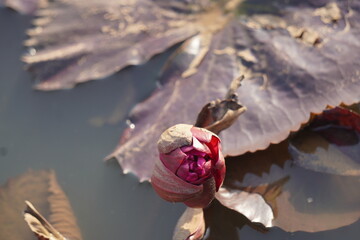 Elegant water lily or lotus flower symbolizes purity and beauty, blooming gracefully in calm waters...