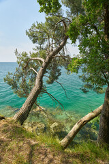 Bäume an der Küste der Adria bei Porec in Kroatien in der Region Istrien 