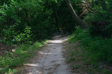 Dirt path winding through a dense, dark forest with sunlight filtering through the trees, evoking a...