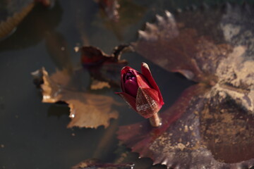 Elegant water lily or lotus flower symbolizes purity and beauty, blooming gracefully in calm waters...