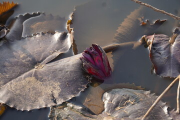 Elegant water lily or lotus flower symbolizes purity and beauty, blooming gracefully in calm waters...