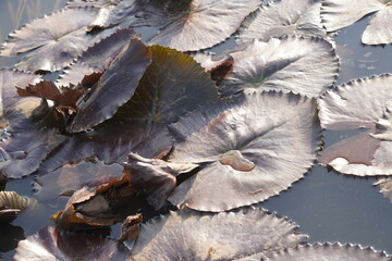 Elegant water lily or lotus flower symbolizes purity and beauty, blooming gracefully in calm waters...