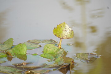 Frog sitting peacefully on a lotus leaf in a calm pond, symbolizing balance, nature’s beauty, and...