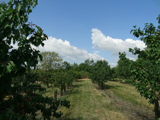 Fototapeta premium Rows of apricot trees in an orchard in summer