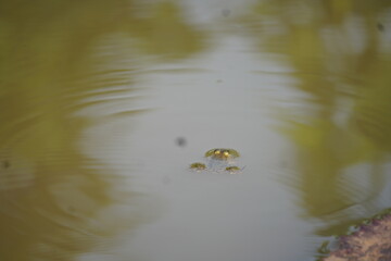 Frog sitting peacefully on a lotus leaf in a calm pond, symbolizing balance, nature’s beauty, and tranquil harmony
