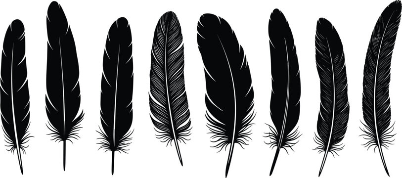 Fototapeta Black bird feathers vector illustration, hand-drawn feather collection, nature-inspired silhouette art, detailed plume sketch set, rustic boho design element