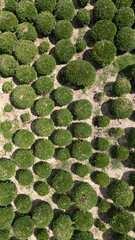 Tree Farm from Drone point of view
